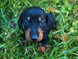 3 chiots femelles Teckel nain à vendre non LOF nés en juin 2026
