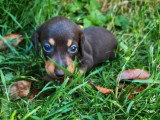 3 chiots femelles Teckel nain à vendre non LOF nés en juin 2026