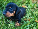 3 chiots femelles Teckel nain à vendre non LOF nés en juin 2026