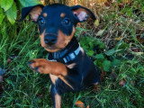 2 chiots Pinscher nain mâles noir et feu non LOF nés en mai 2026 à vendre