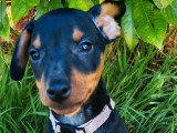2 chiots Pinscher nain mâles noir et feu non LOF nés en mai 2026 à vendre