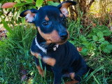 2 chiots Pinscher nain mâles noir et feu non LOF nés en mai 2026 à vendre