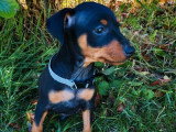 2 chiots Pinscher nain mâles noir et feu non LOF nés en mai 2026 à vendre