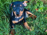 2 chiots Pinscher nain mâles noir et feu non LOF nés en mai 2026 à vendre