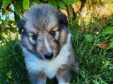 3 chiots femelles Berger des Shetland non LOF de juin 2026 à réserver