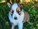 3 chiots femelles Berger des Shetland non LOF de juin 2026 à réserver