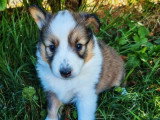 3 chiots femelles Berger des Shetland non LOF de juin 2026 à réserver
