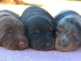 4 chiots Teckel poils longs LOF nés en juin 2026 à réserver