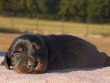 4 chiots Teckel poils longs LOF nés en juin 2026 à réserver