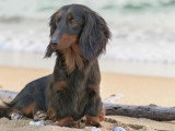 4 chiots Teckel poils longs LOF nés en juin 2026 à réserver