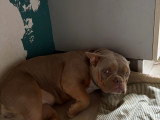 Jeune chienne de type American Bully à vendre