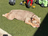 Jeune chienne de type American Bully à vendre