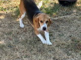 Chien mâle Beagle à donner