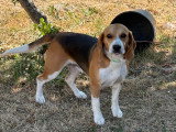 Chien mâle Beagle à donner