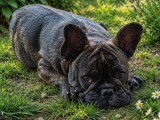 Chiot mâle Bouledogue Français LOF à vendre