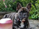 Chiot mâle Bouledogue Français LOF à vendre