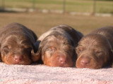 Réservation pour 3 chiots Teckel Kaninchen poil ras non LOF nés en juin 2026