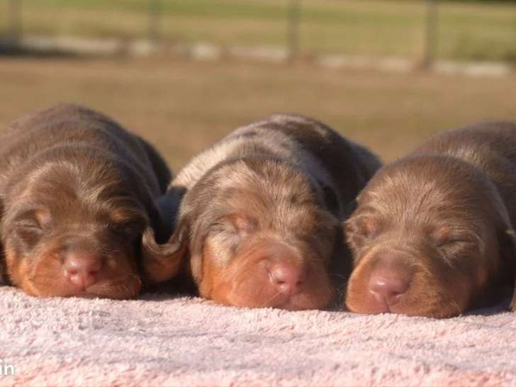 Réservation pour 3 chiots Teckel Kaninchen poil ras non LOF nés en juin 2026