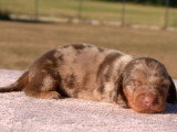 Réservation pour 3 chiots Teckel Kaninchen poil ras non LOF nés en juin 2026