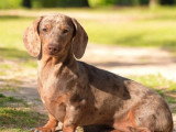 Réservation pour 3 chiots Teckel Kaninchen poil ras non LOF nés en juin 2026
