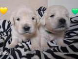 Chiots Golden Retriever LOF à vendre