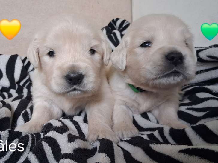 Chiots Golden Retriever LOF à vendre