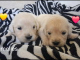 Chiots Golden Retriever LOF à vendre