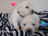 Chiots Golden Retriever LOF à vendre