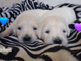 Chiots Golden Retriever LOF à vendre