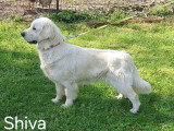 Chiots Golden Retriever LOF à vendre
