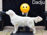 Chiots Golden Retriever LOF à vendre