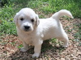 Chiots Golden Retriever à vendre