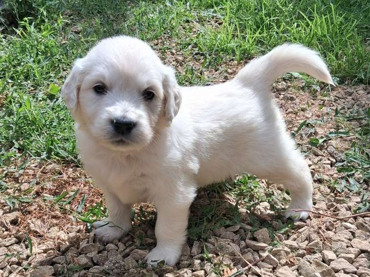 Chiots Golden Retriever à vendre