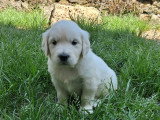 Chiots Golden Retriever à vendre