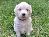 Chiots Golden Retriever à vendre