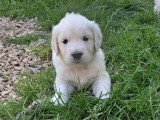 Chiots Golden Retriever à vendre