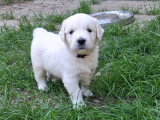 Chiots Golden Retriever à vendre