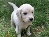 Chiots Golden Retriever à vendre