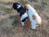Chiots Epagneul Breton LOF à vendre