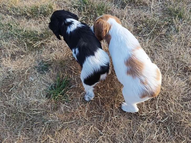 Chiots Epagneul Breton LOF à vendre