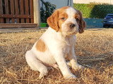 Chiots Epagneul Breton LOF à vendre