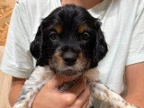 Chiots Epagneul Breton LOF à vendre
