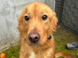 Amiel, Golden Retriever recherche famille d'accueil ou adoption