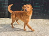 Amiel, Golden Retriever recherche famille d'accueil ou adoption