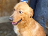Amiel, Golden Retriever recherche famille d'accueil ou adoption