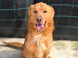 Amiel, Golden Retriever recherche famille d'accueil ou adoption