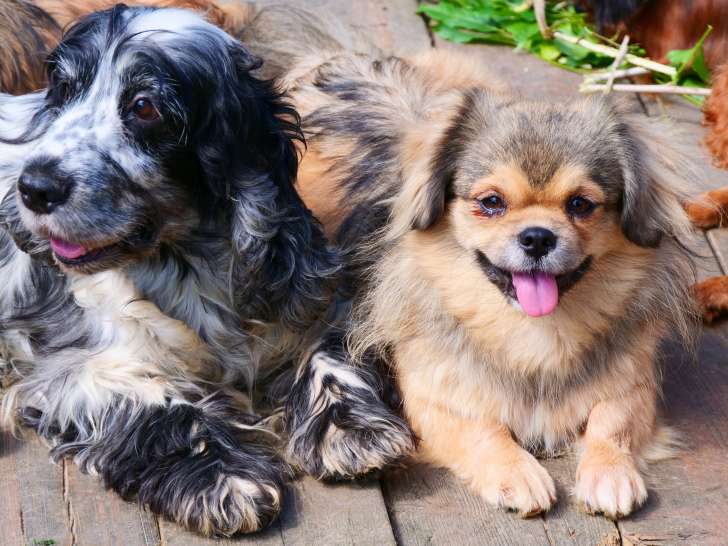 Chienne Épagneul Tibétain de 5 ans à vendre pour retraite