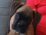 Chiot mâle Boxer confirmable au LOF à vendre