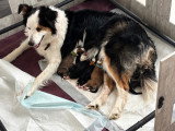 Chiots Border Collie à vendre