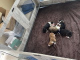 Chiots Border Collie à vendre